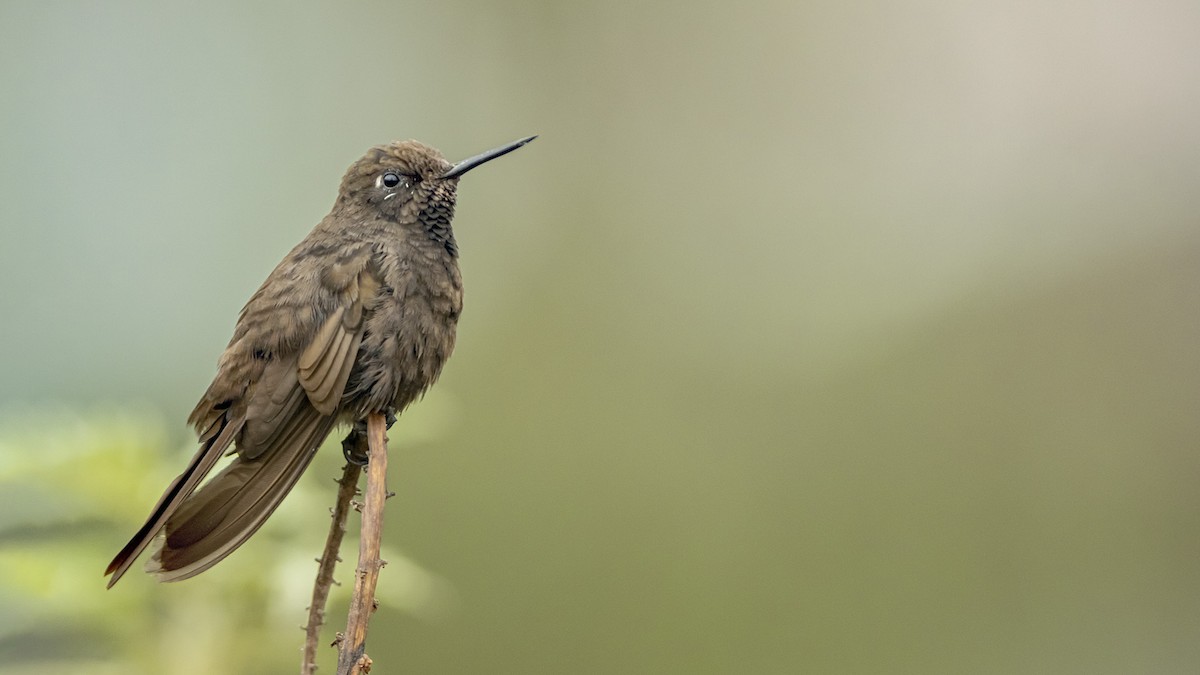 Колібрі-барвограй чорний - ML646389226