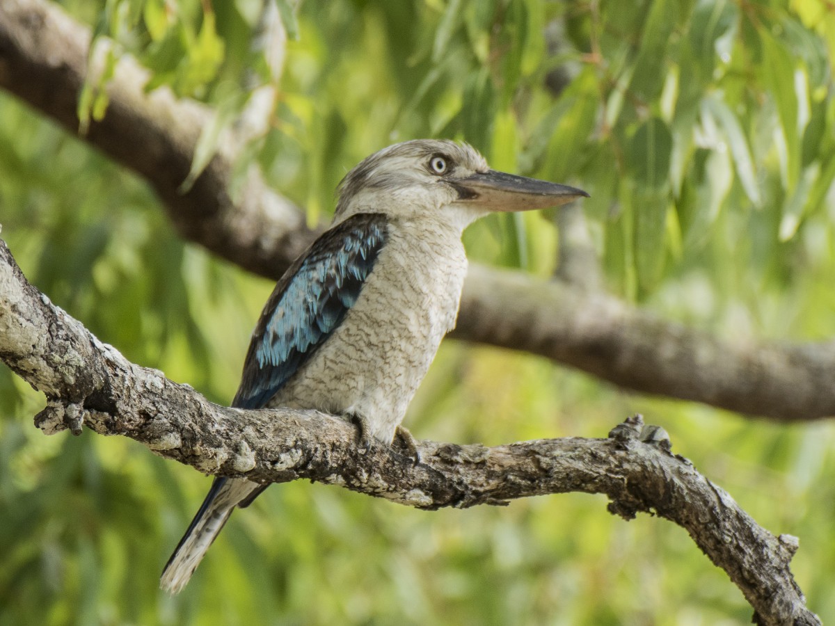 Кукабара синьокрила - ML646389227