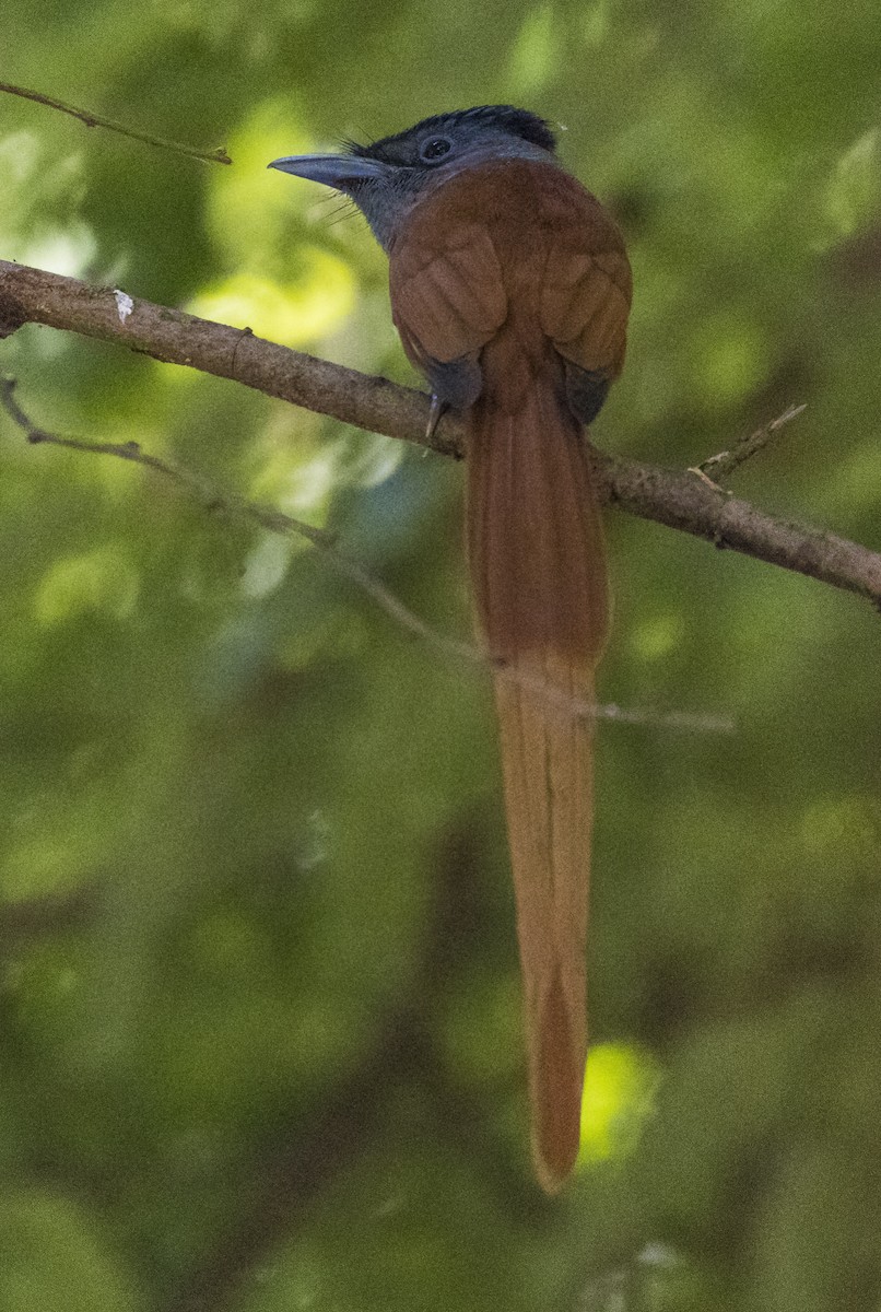 Монарх-довгохвіст індокитайський - ML646389228