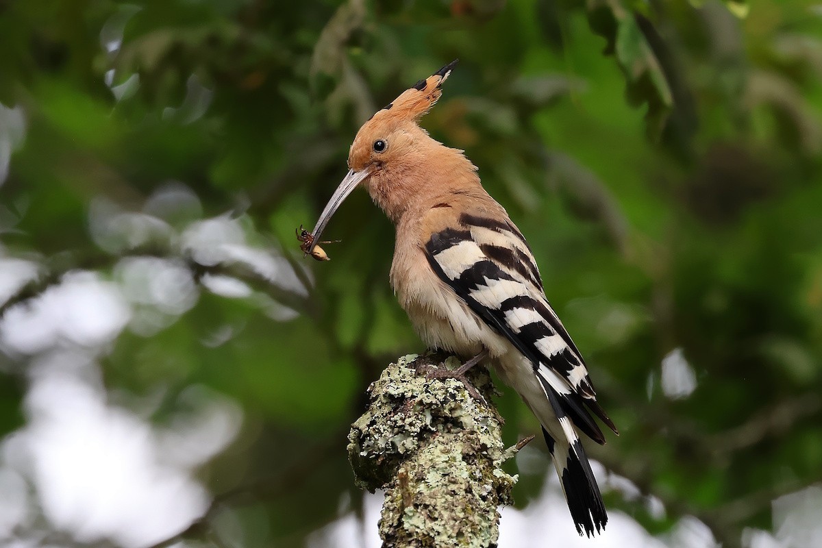 Одуд євразійський - ML646389229