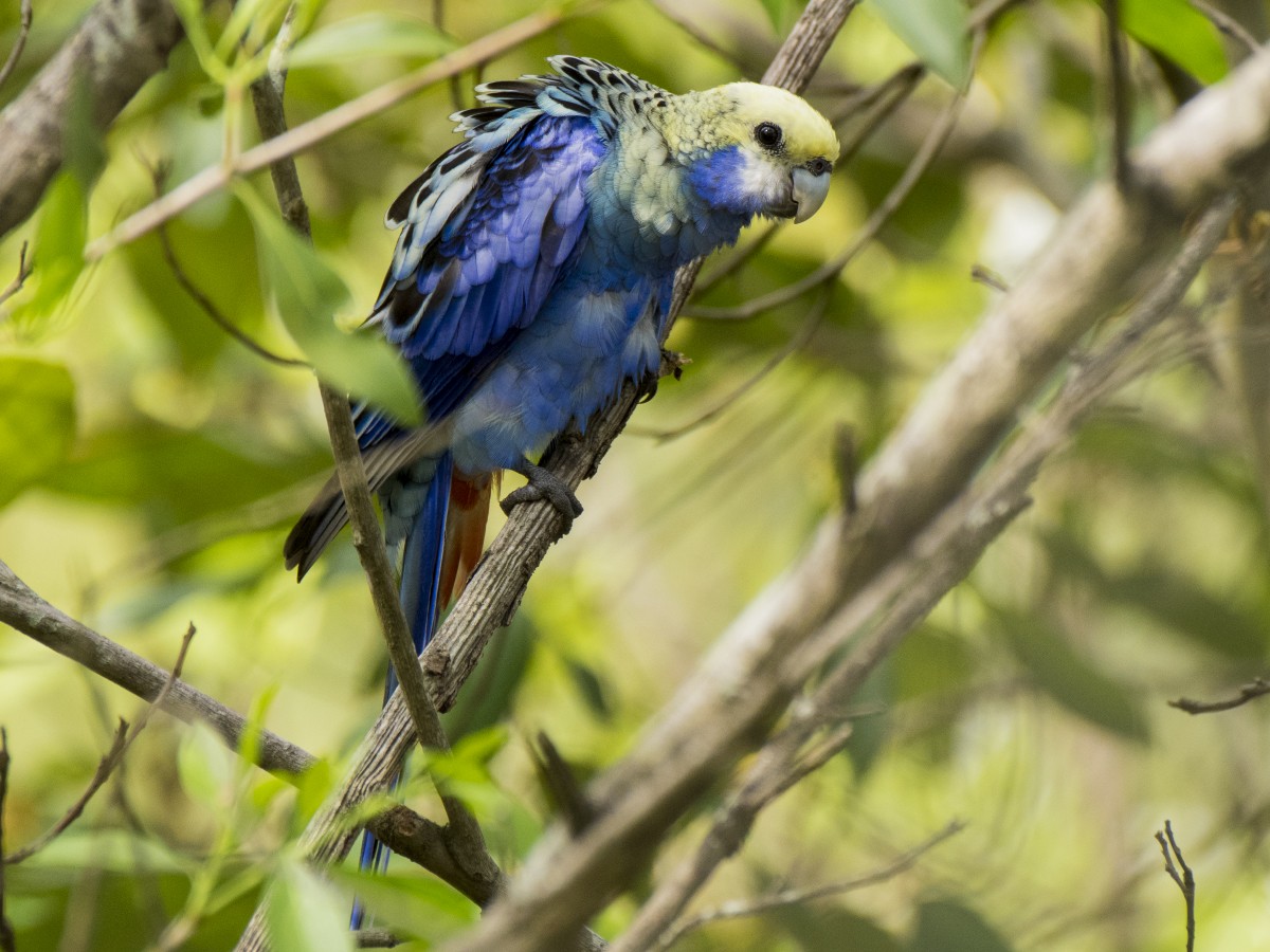 Розела світлоголова - ML646389240