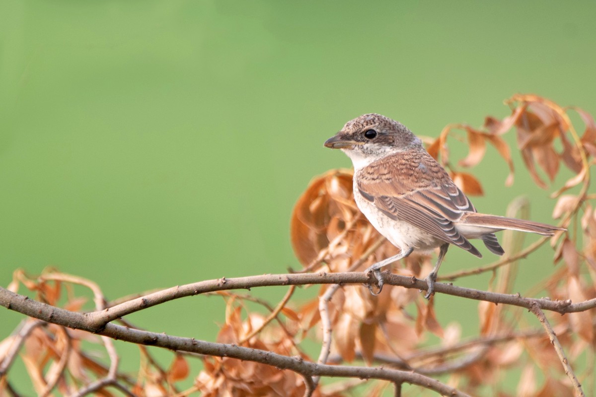 Сорокопуд терновий - ML646389242