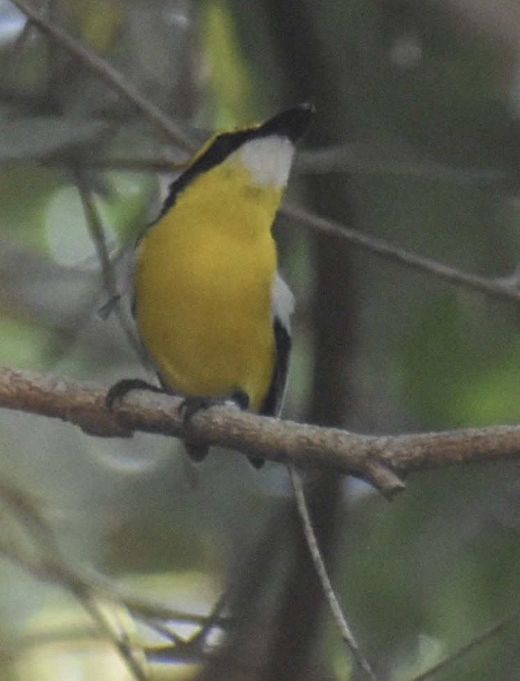Yellow-breasted Boatbill - ML646389243