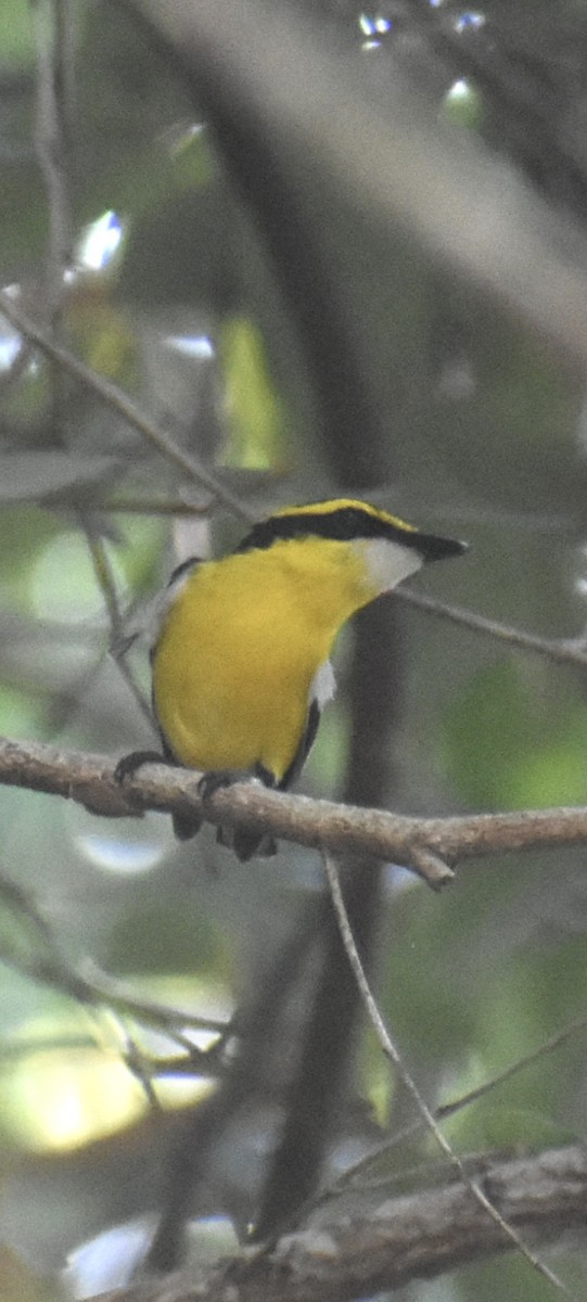 Yellow-breasted Boatbill - ML646389244