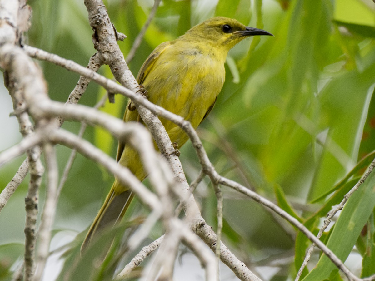 Méliphage jaune - ML646389246