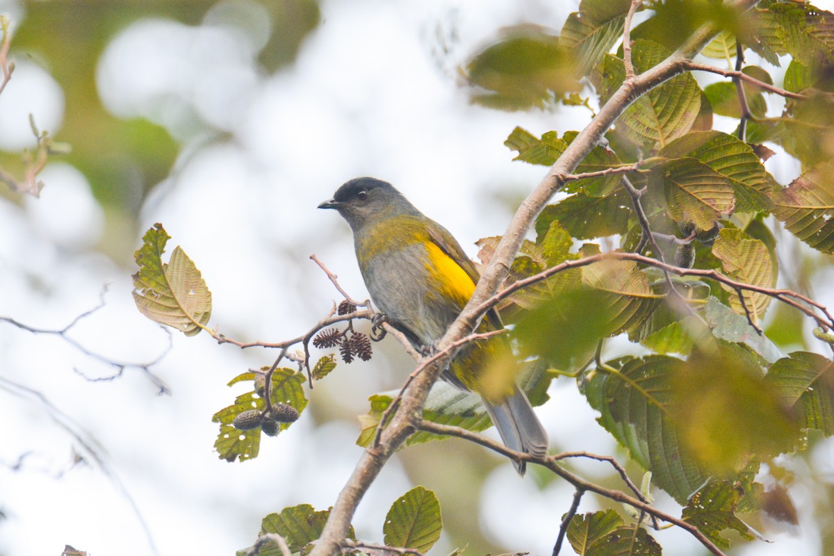 Black-and-yellow Silky-flycatcher - ML646389247