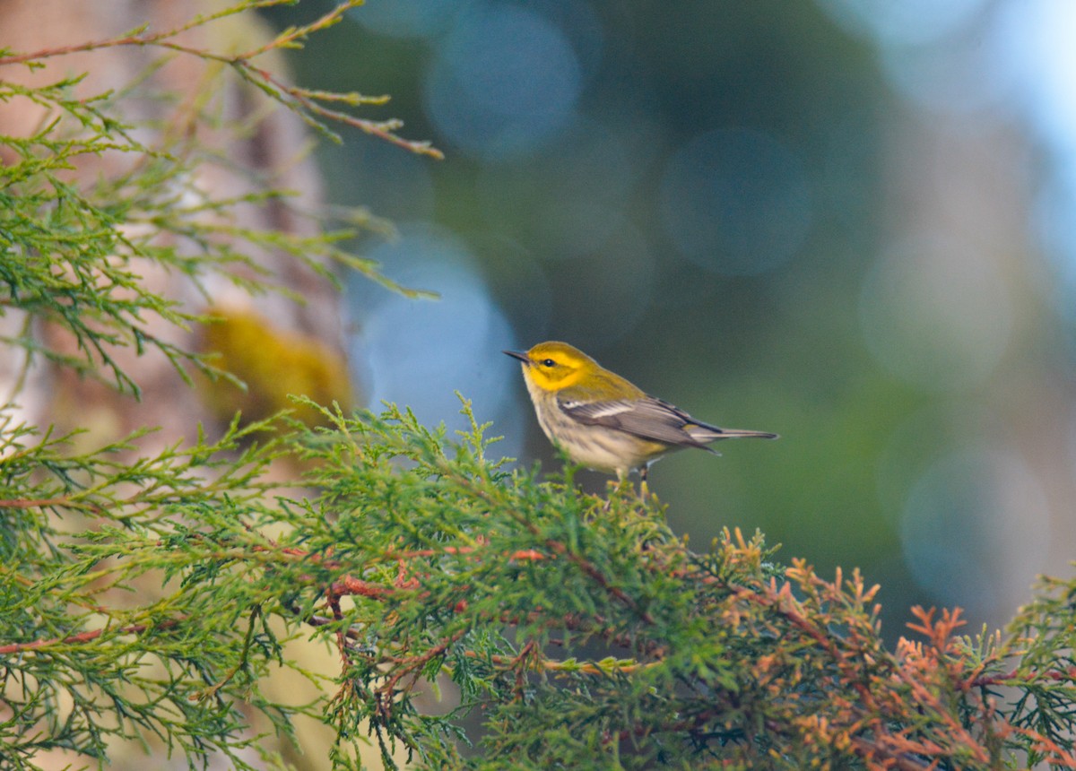 Black-throated Green Warbler - ML646389249