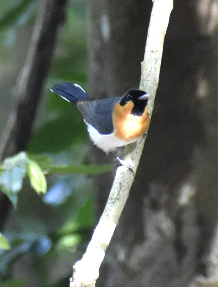 オーストラリアメンガタカササギビタキ - ML646389250