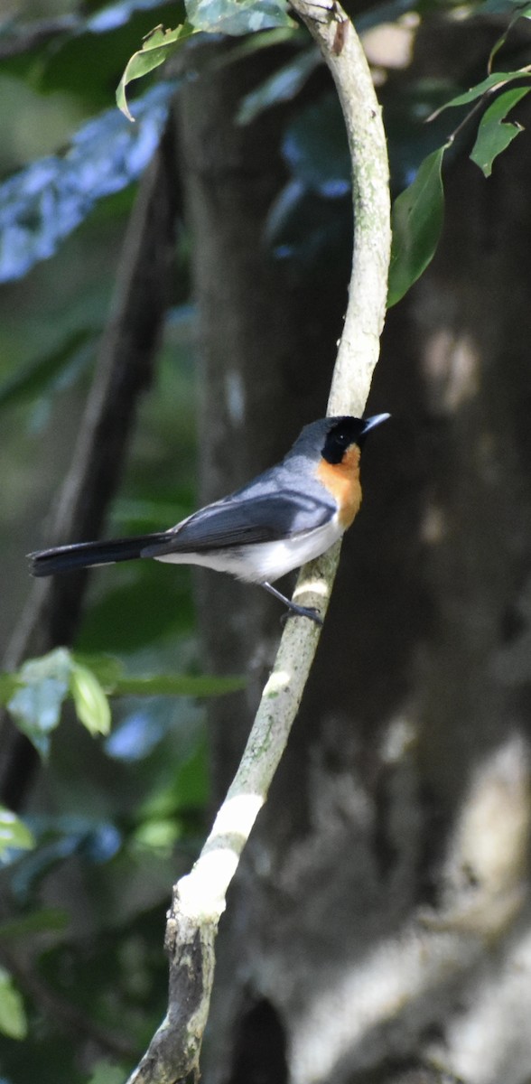 オーストラリアメンガタカササギビタキ - ML646389251