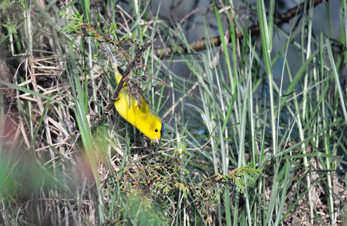 Wilson's Warbler - ML646389252