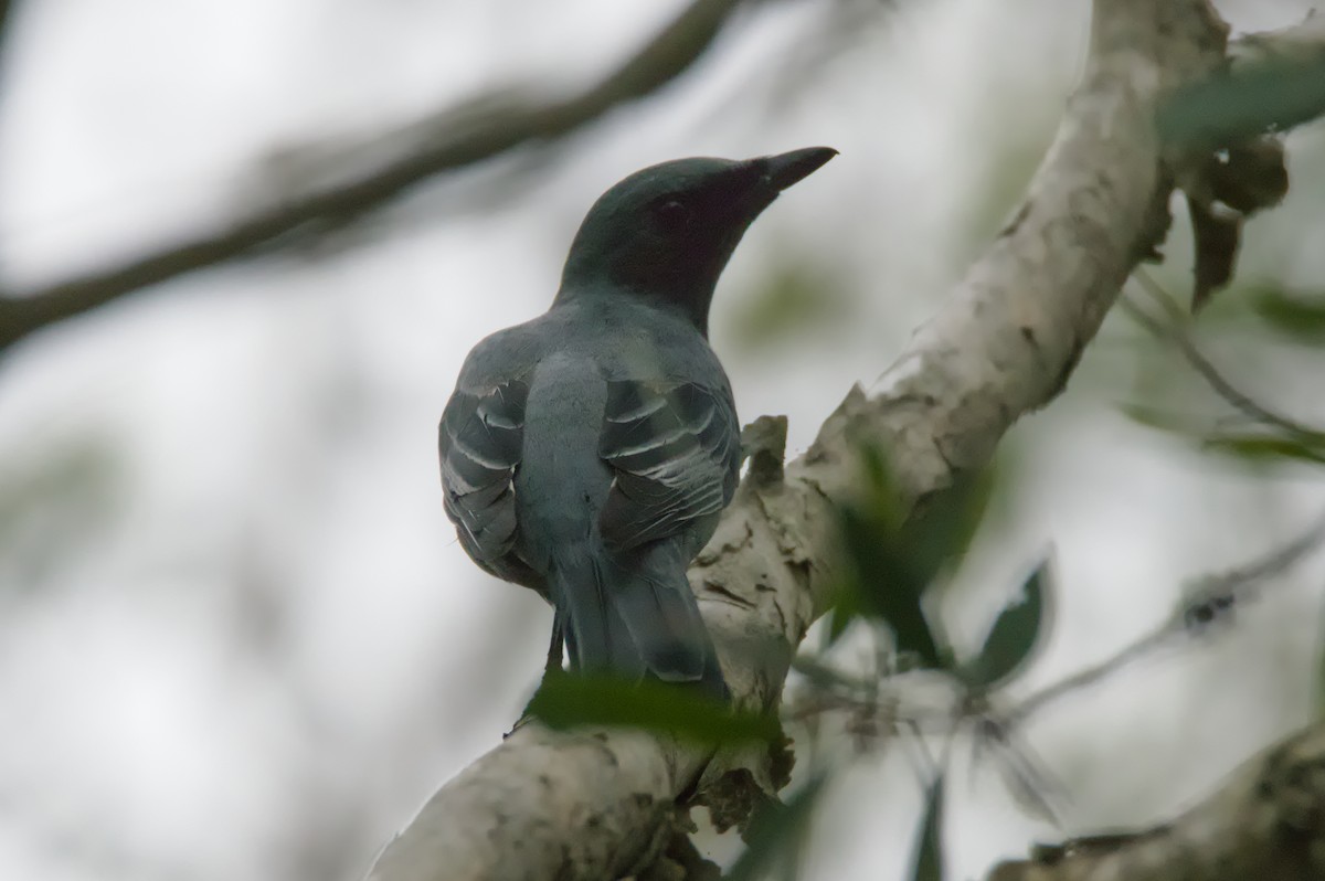 Sahul Cicadabird - ML646389253