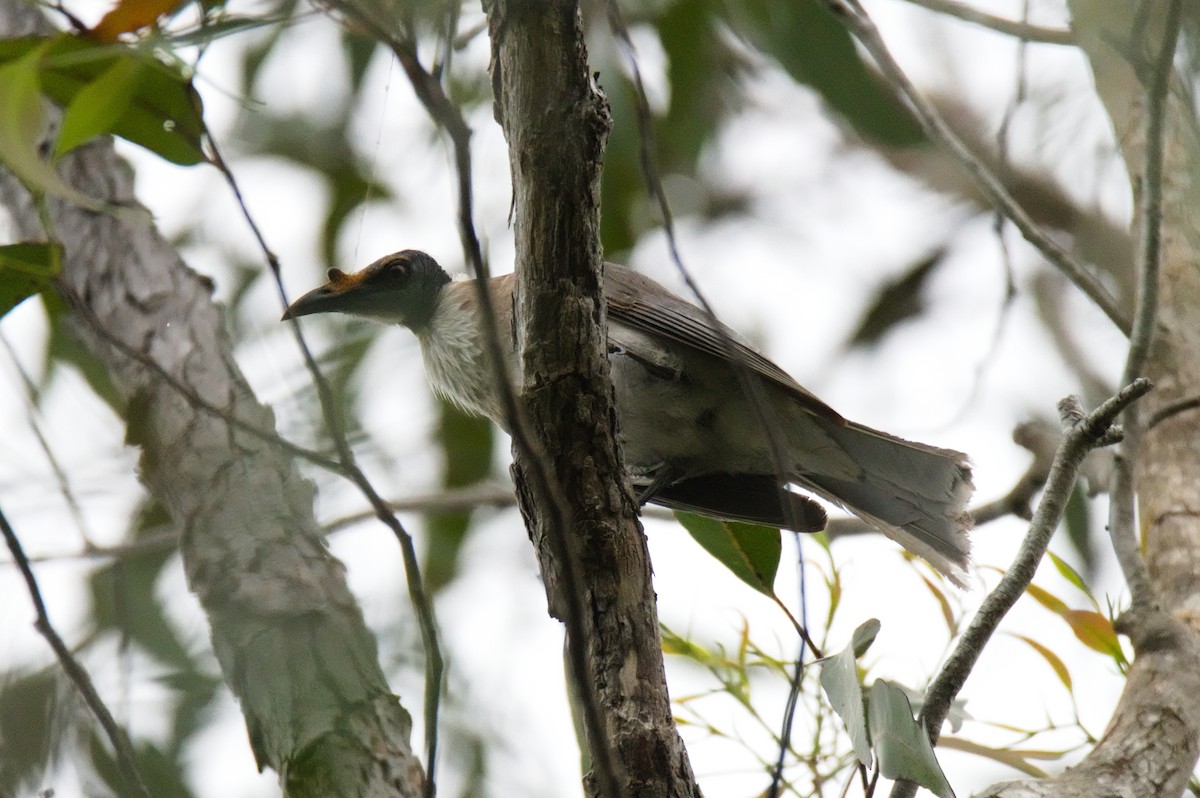 Noisy Friarbird - ML646389254
