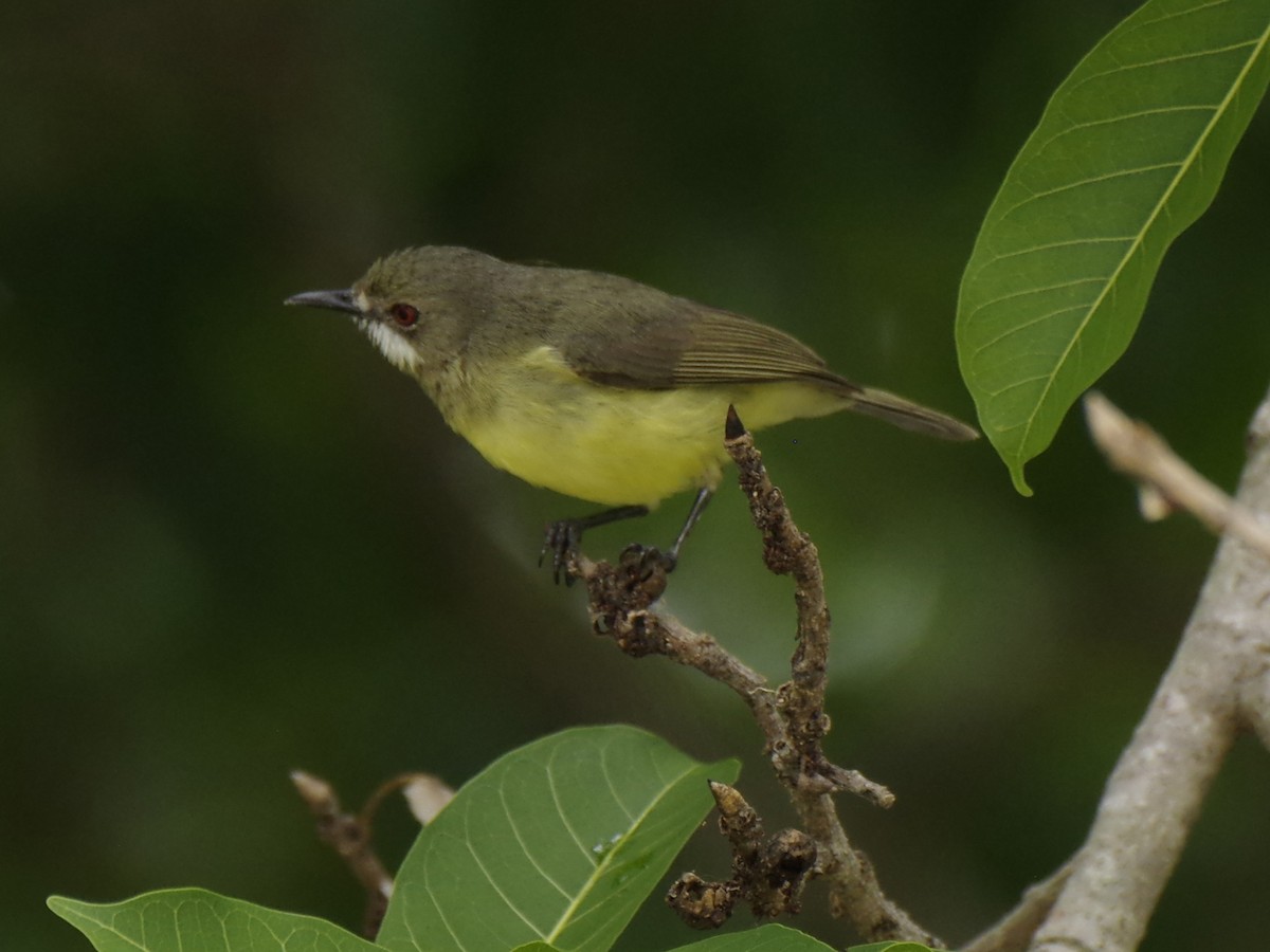 Gérygone enchanteresse (flavida) - ML646389255