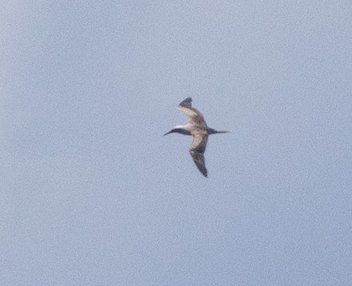 Rotfußtölpel - ML646389256