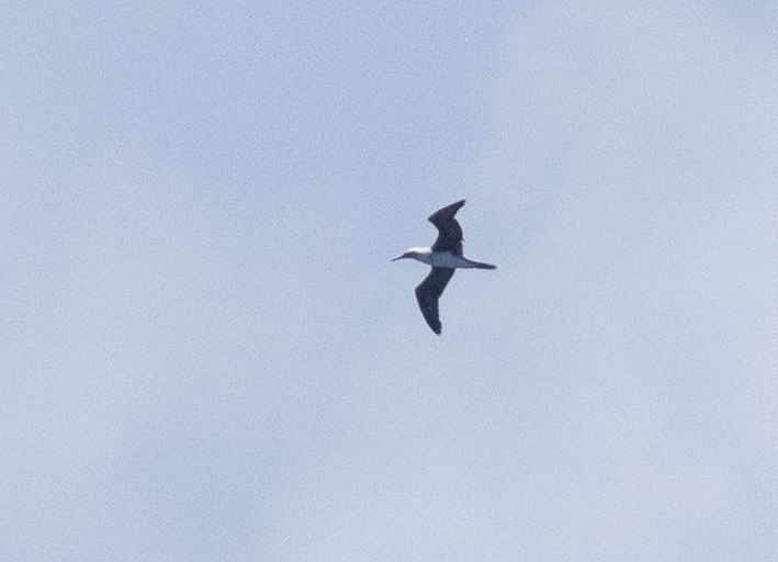 Rotfußtölpel - ML646389257