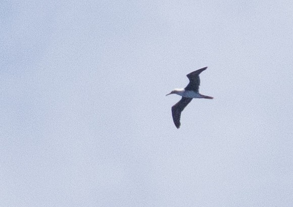 Rotfußtölpel - ML646389258