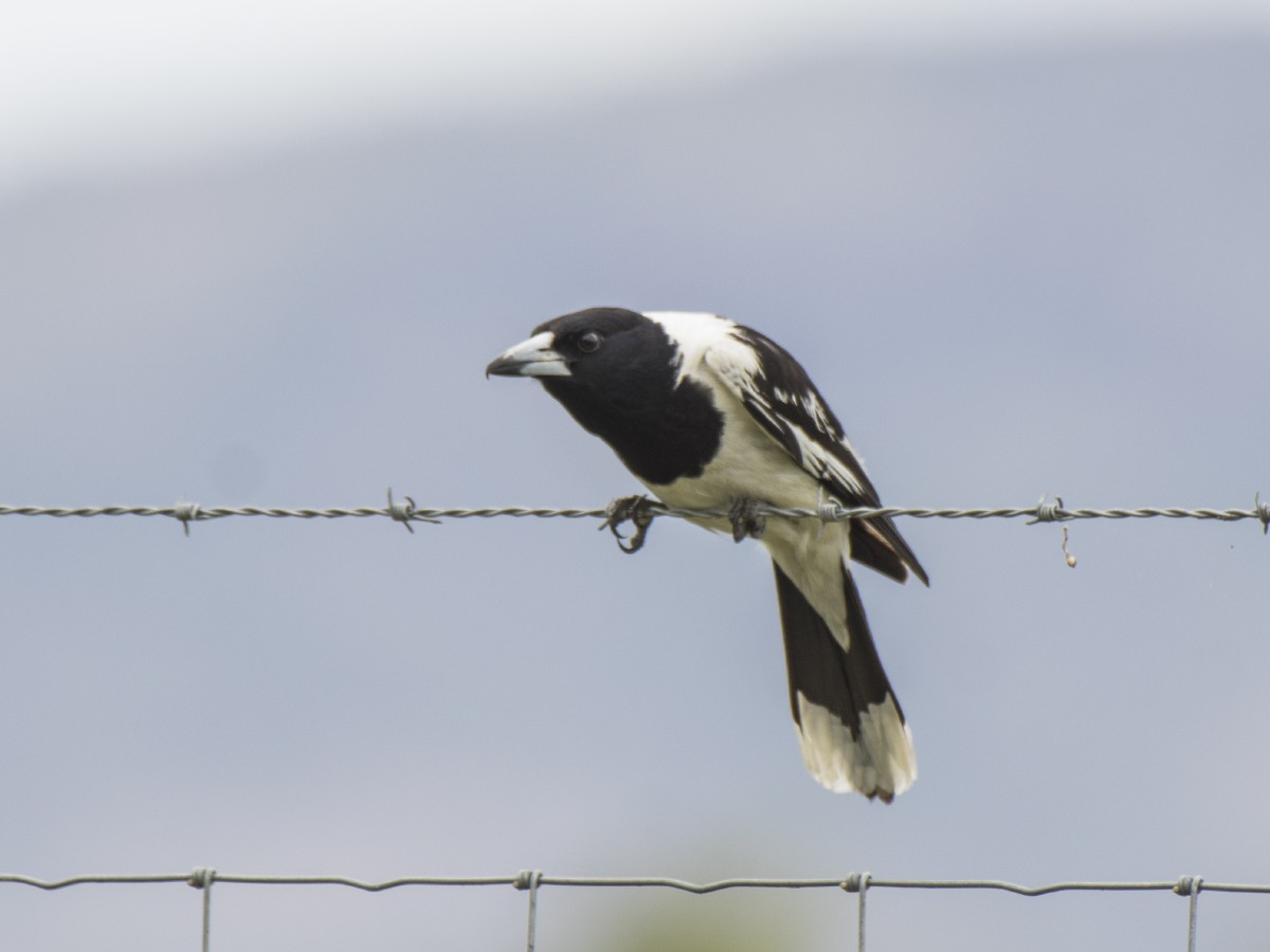 Cassican à gorge noire - ML646389259