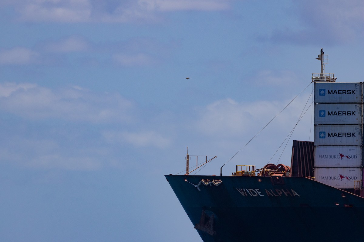 Rotfußtölpel - ML646389262