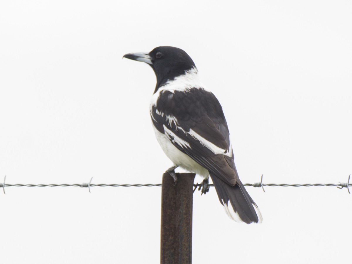 Cassican à gorge noire - ML646389263