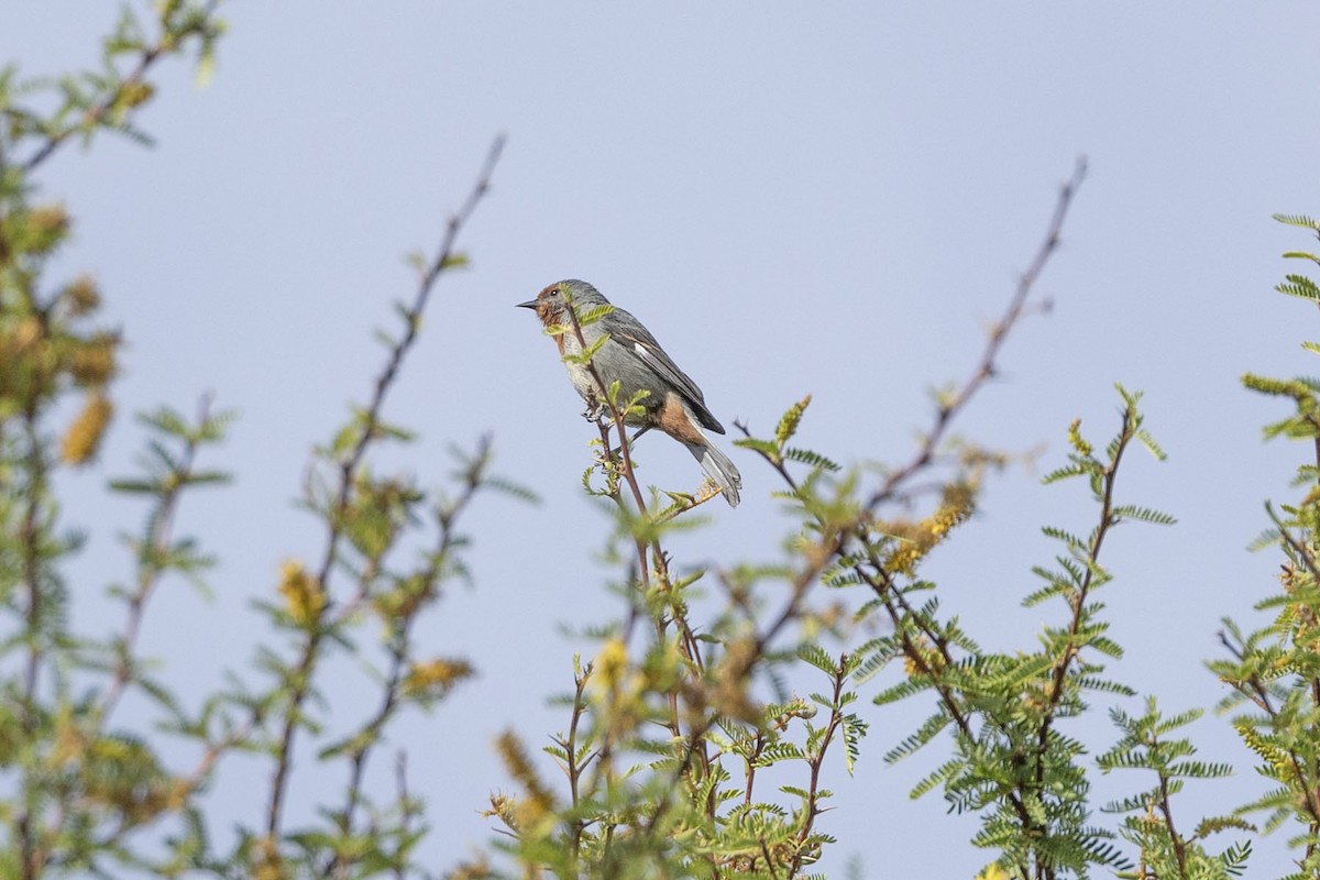 Tamarugo Conebill - ML646389264