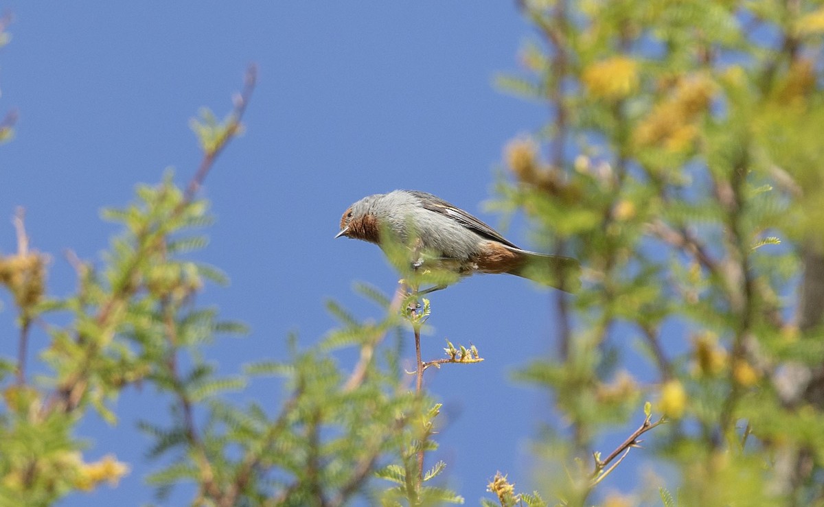 Tamarugo Conebill - ML646389265