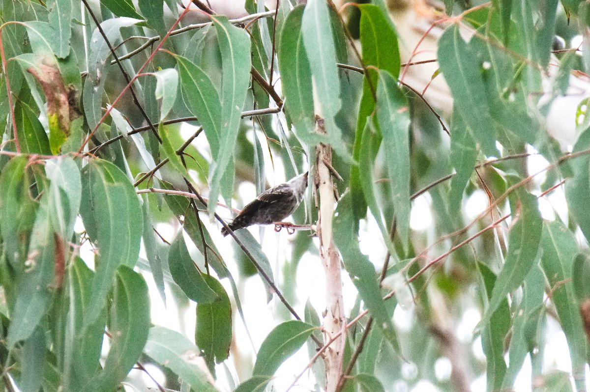 Varied Sittella - ML646389268