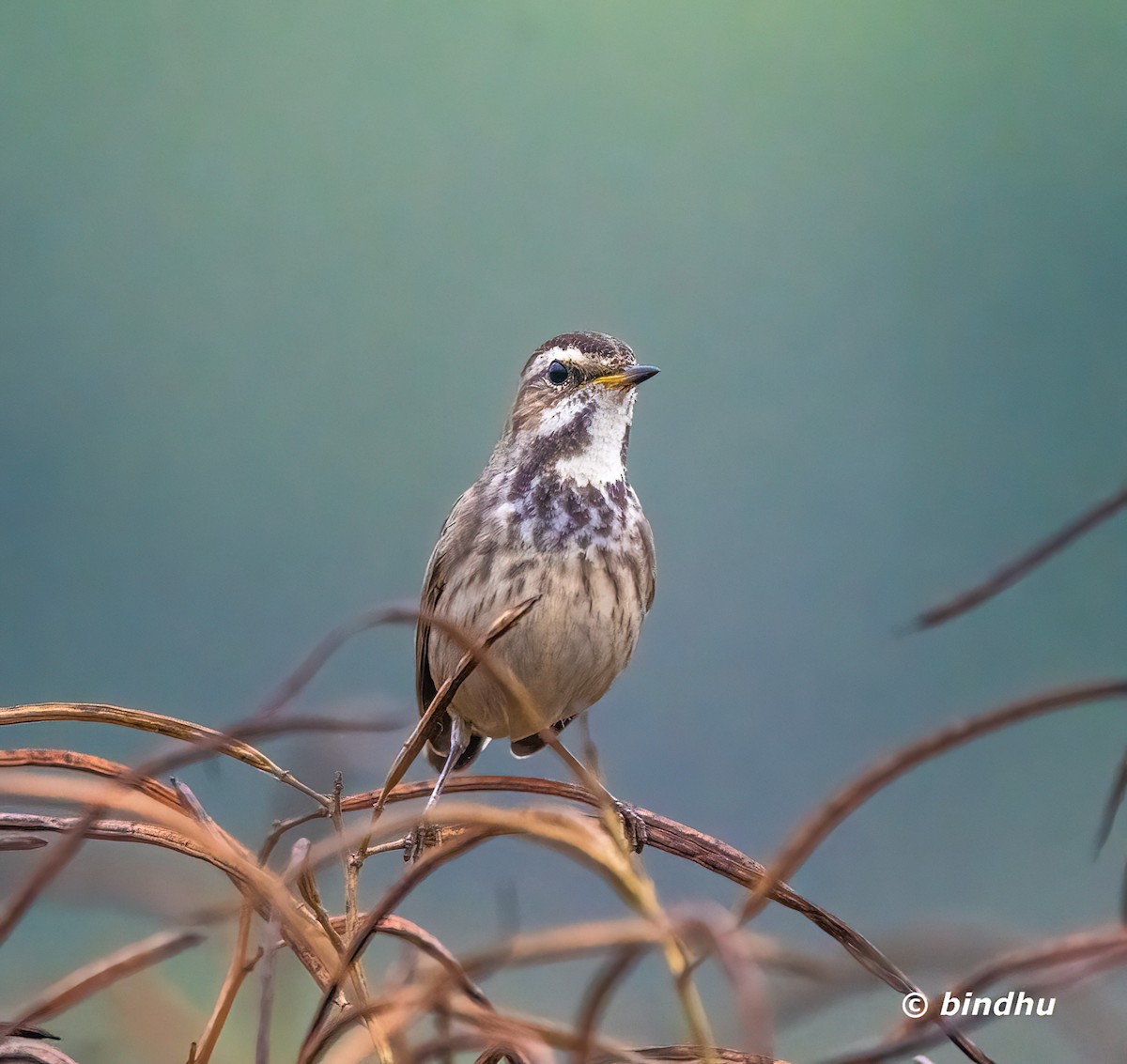 藍喉鴝 - ML646389269