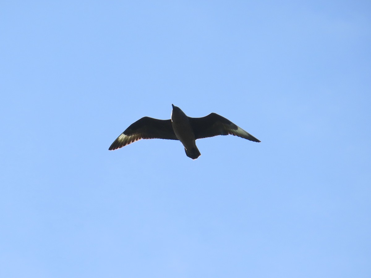 Marikaka handia - ML646389275