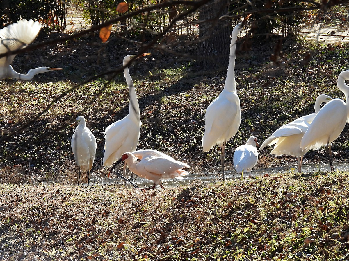 ibis čínský - ML646389288