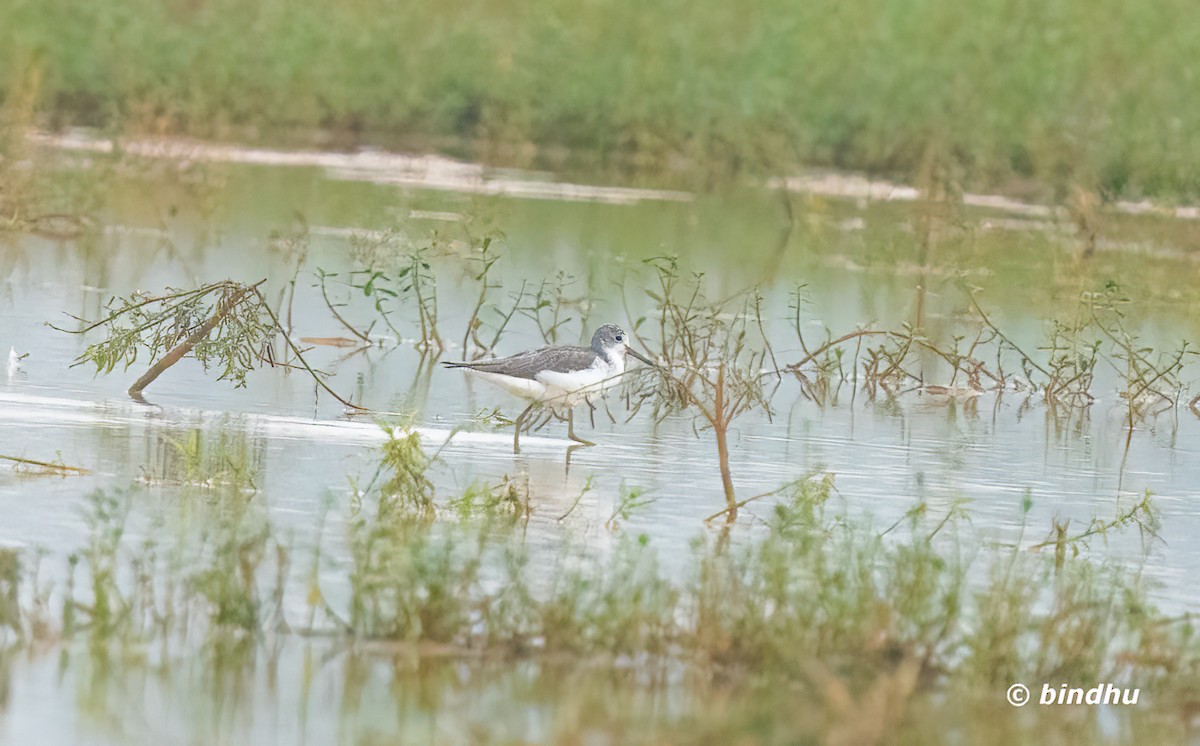 小青足鷸 - ML646389290