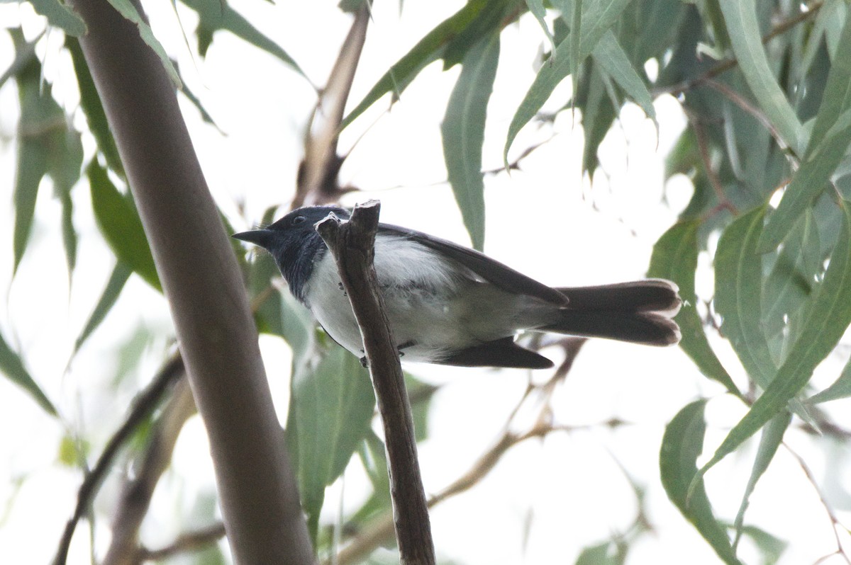 Leaden Flycatcher - ML646389291