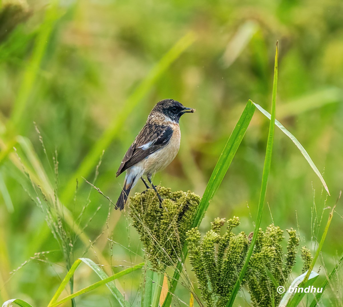 Siberian Stonechat - ML646389298