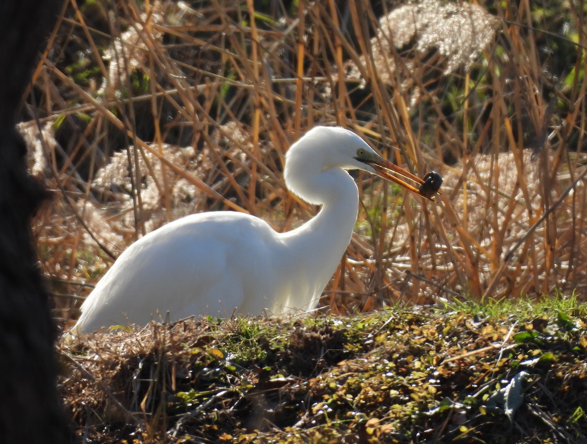 volavka bílá - ML646389299