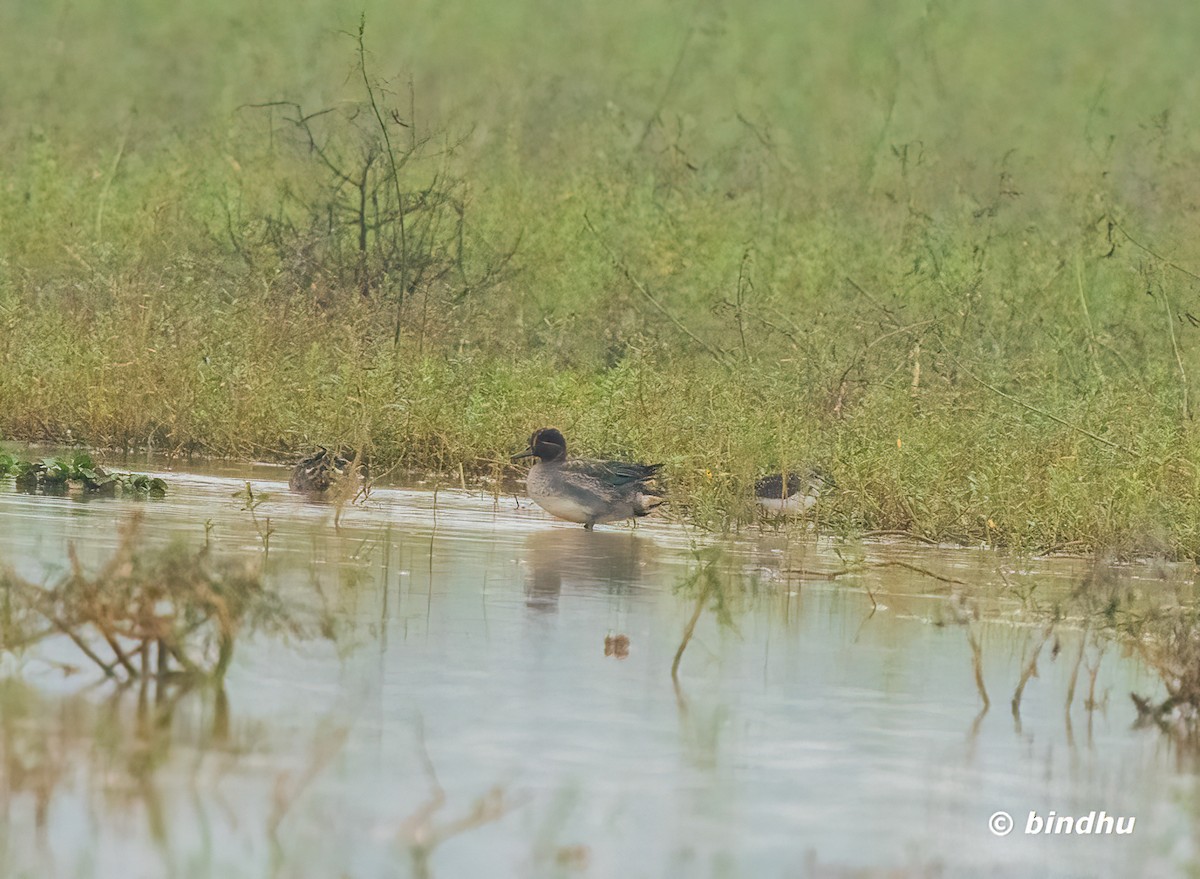 小水鴨 - ML646389300