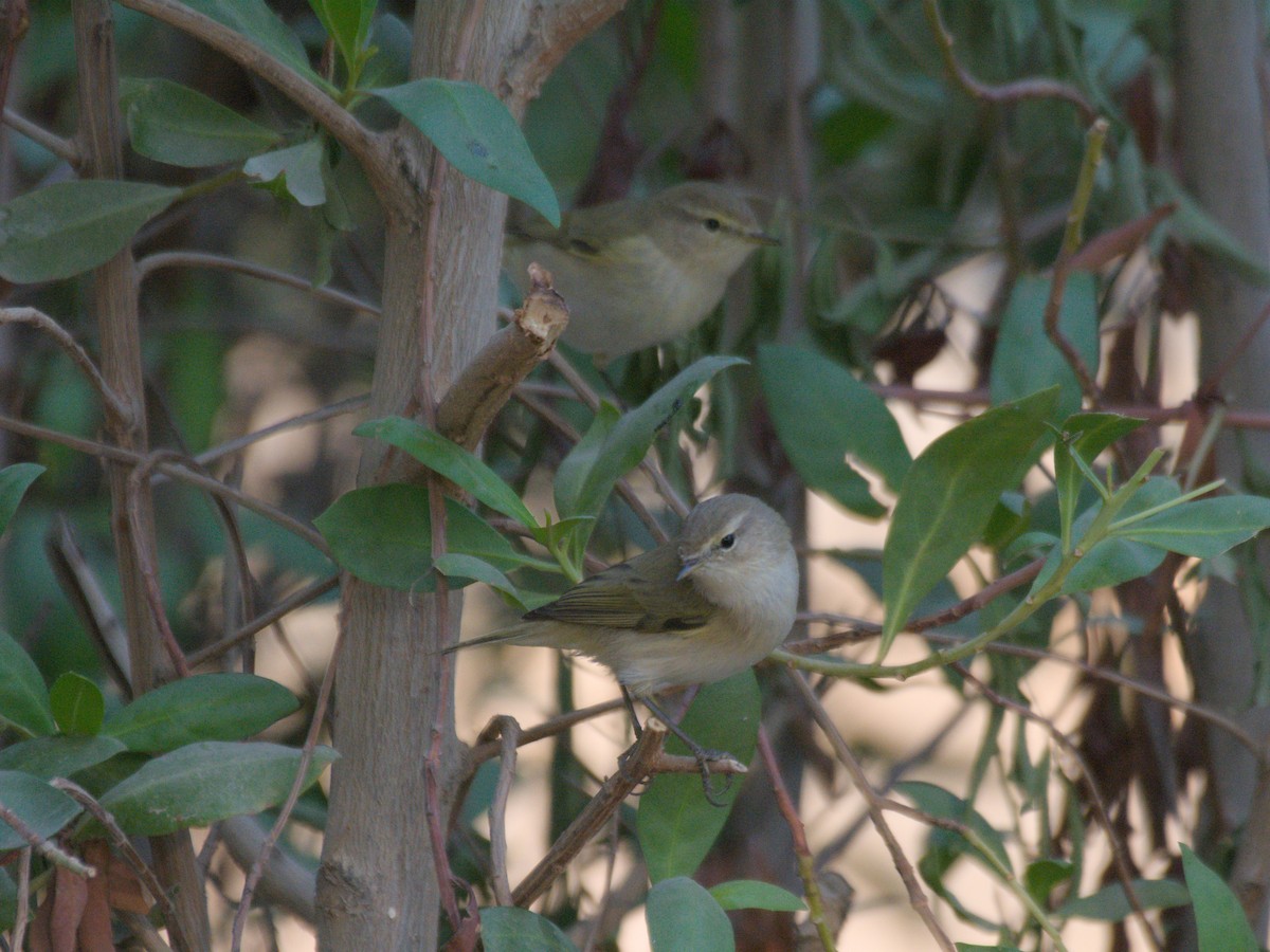 チフチャフ - ML646389301