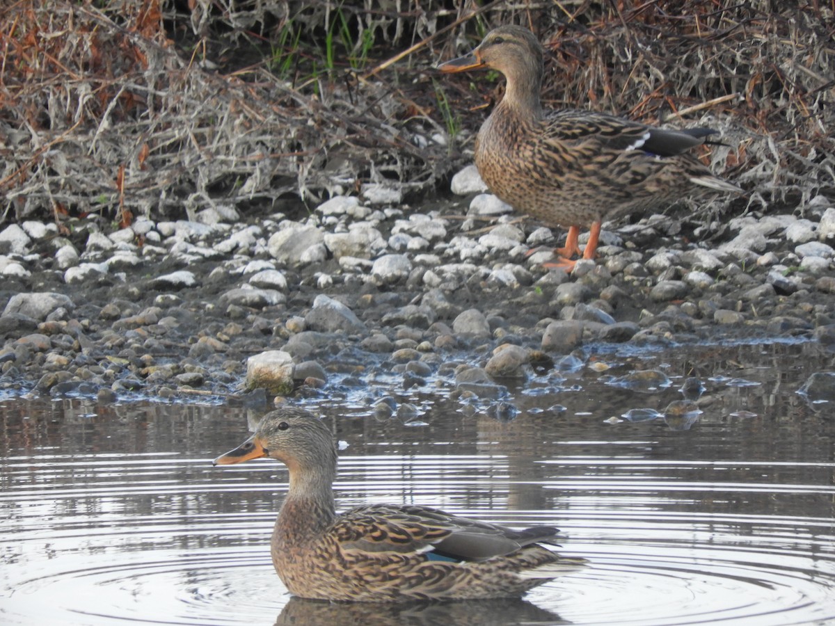 マガモ - ML646389302