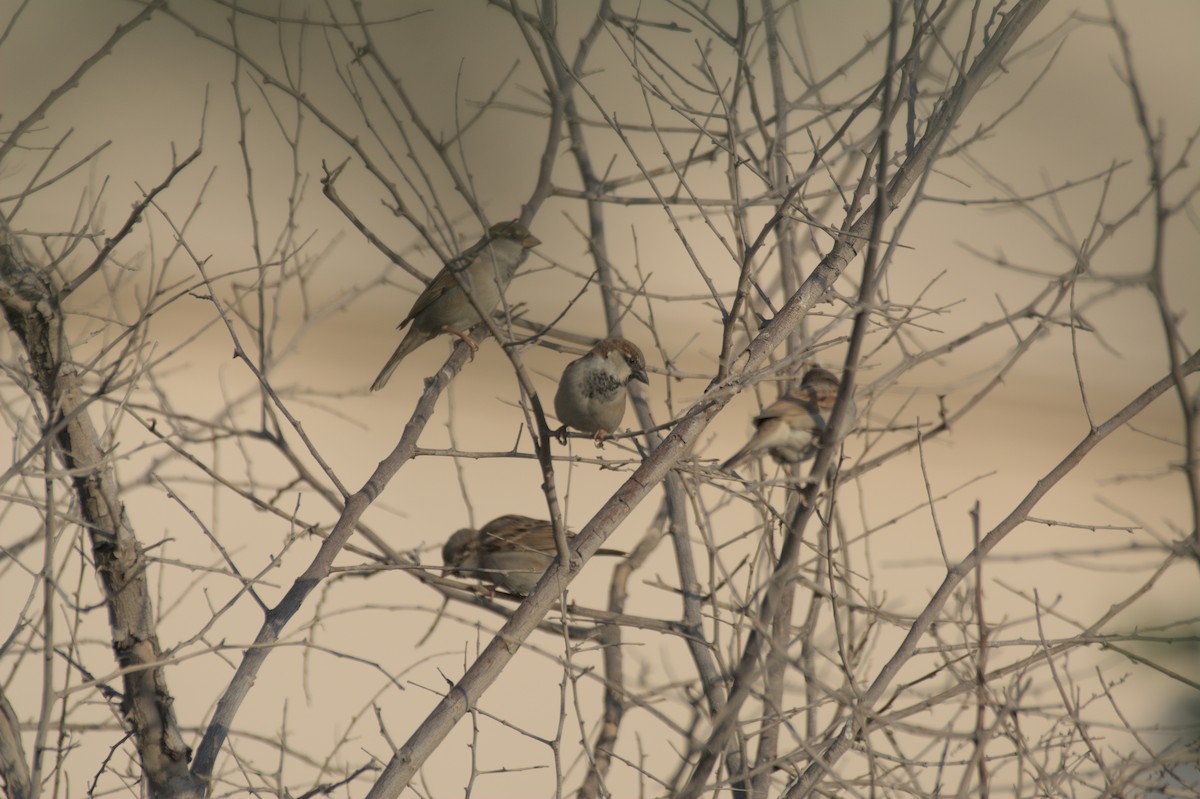 イエスズメ - ML646389303