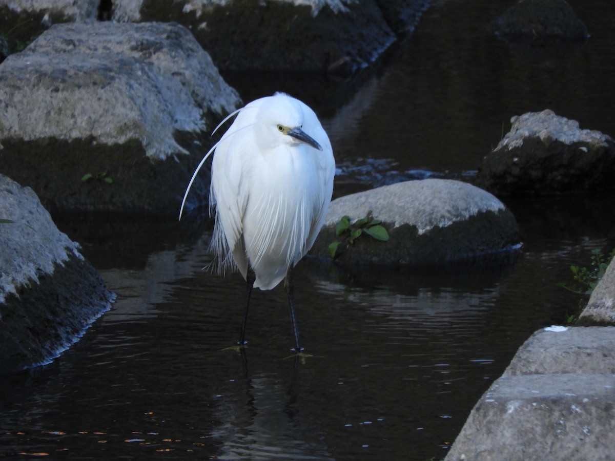 コサギ - ML646389304