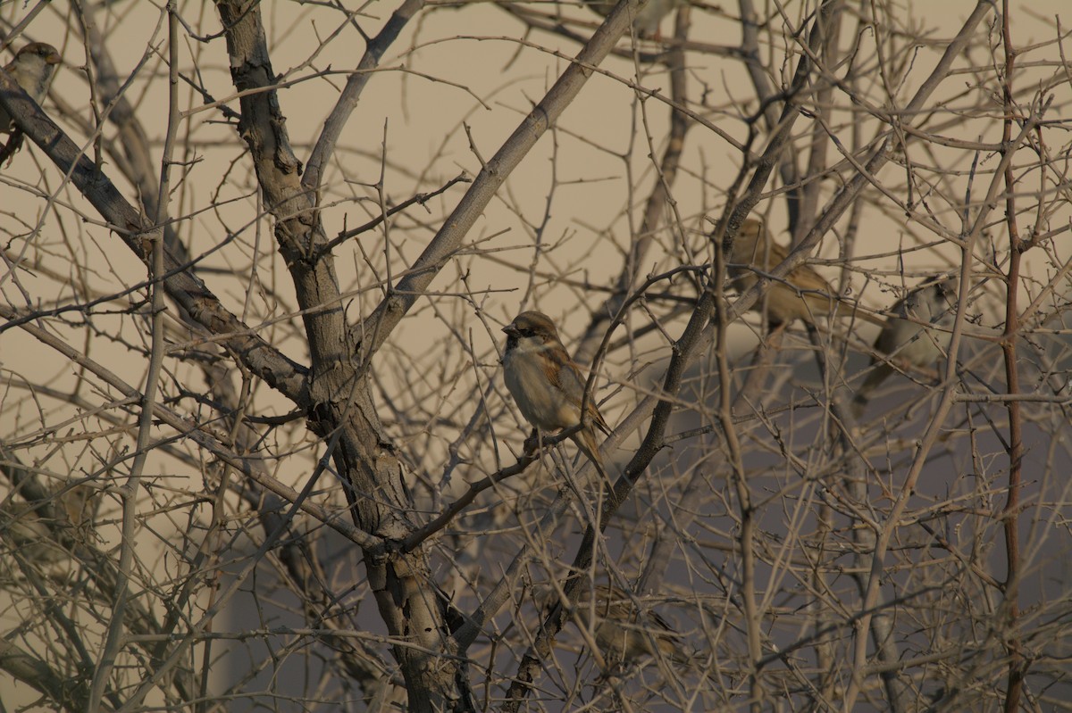 イエスズメ - ML646389306