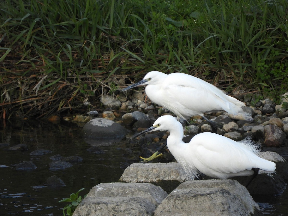 コサギ - ML646389307