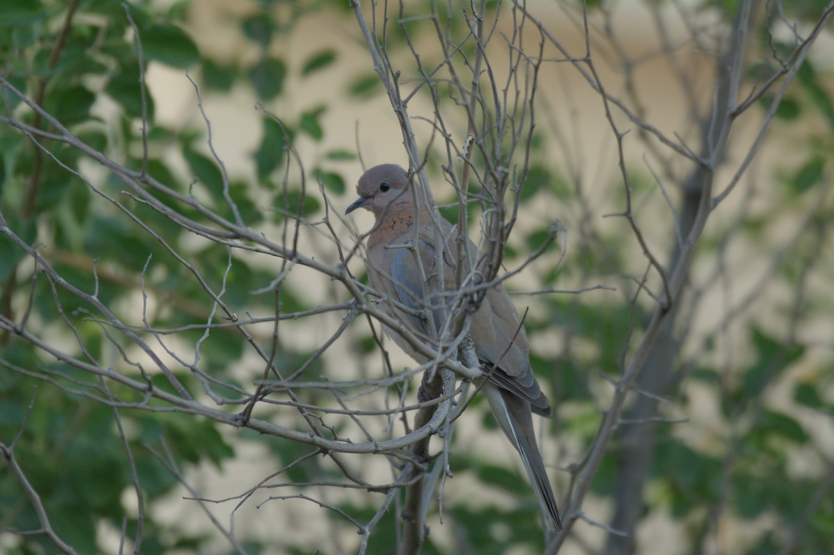 ワライバト - ML646389308