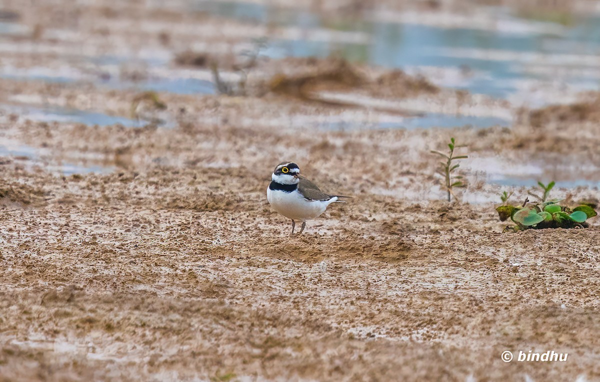 コチドリ - ML646389309