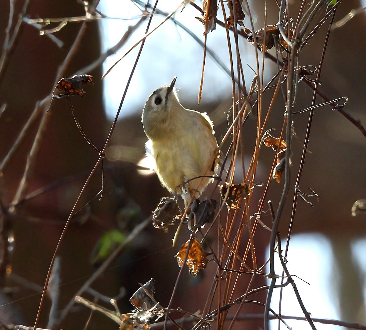 キクイタダキ - ML646389313