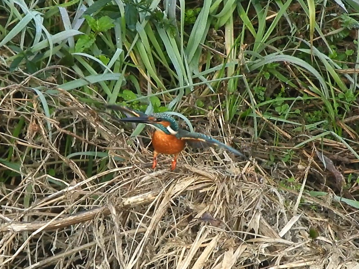 カワセミ - ML646389316