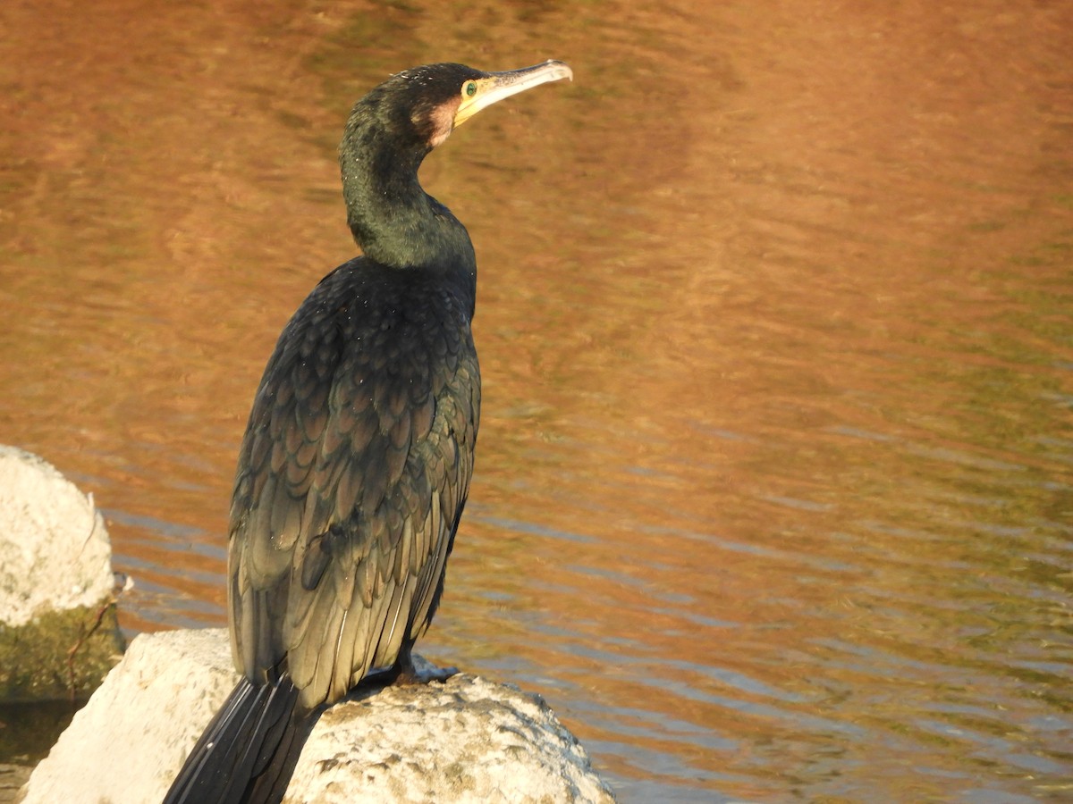 カワウ - ML646389319