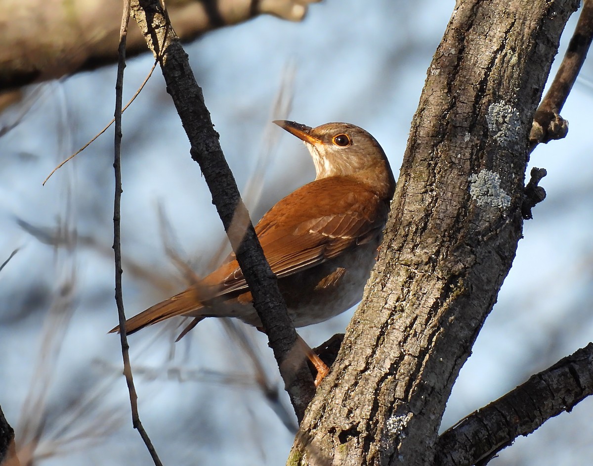 シロハラ - ML646389320