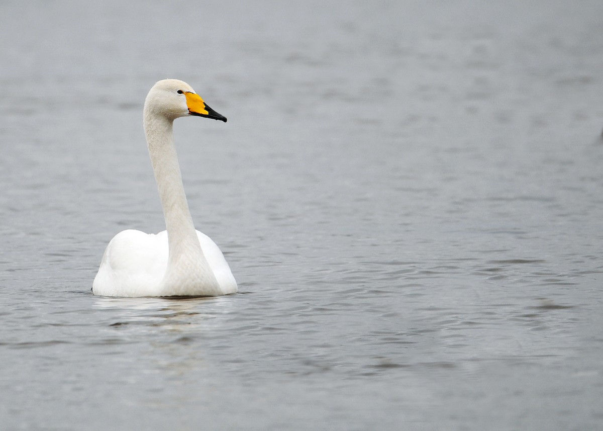 オオハクチョウ - ML646389322