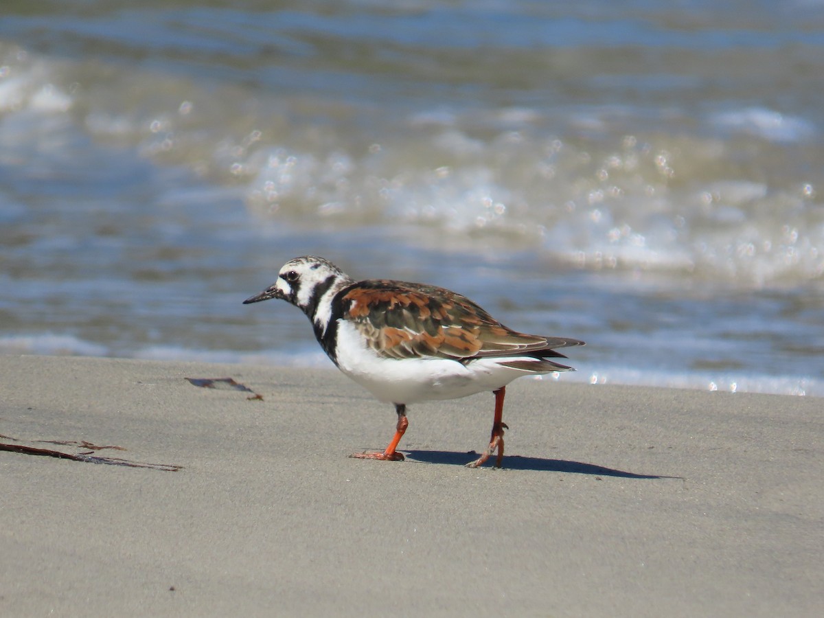 キョウジョシギ - ML646389323