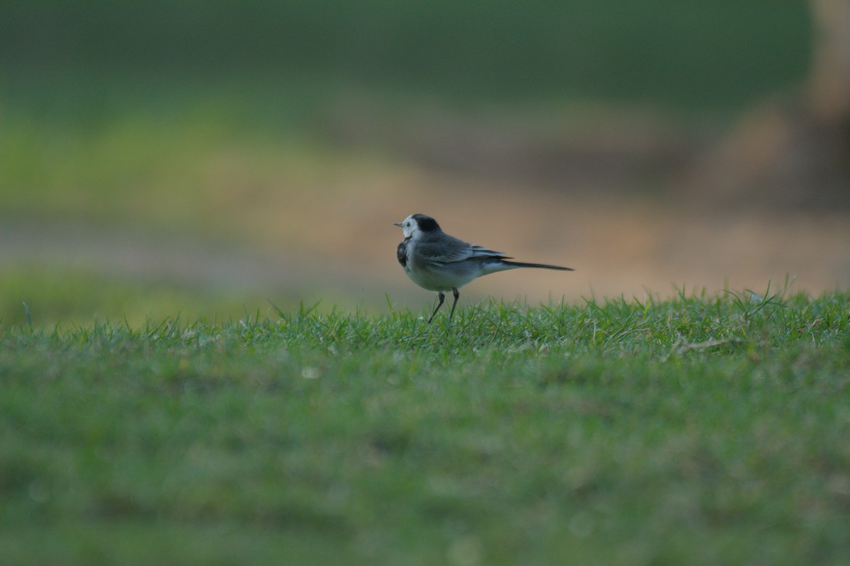 ハクセキレイ - ML646389324