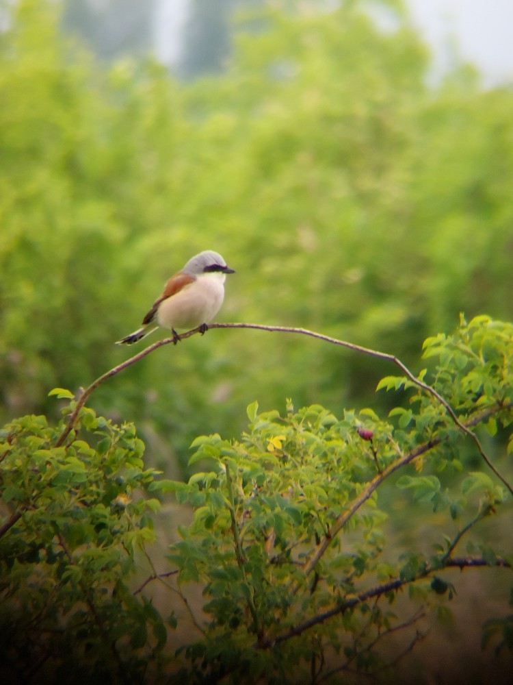 セアカモズ - ML646389325